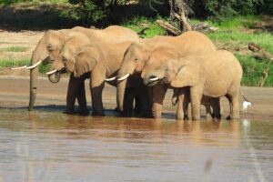 10 Days Kenya & Tanzania Safari