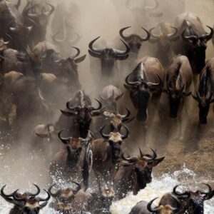 6 Days Explore Tanzania Safari