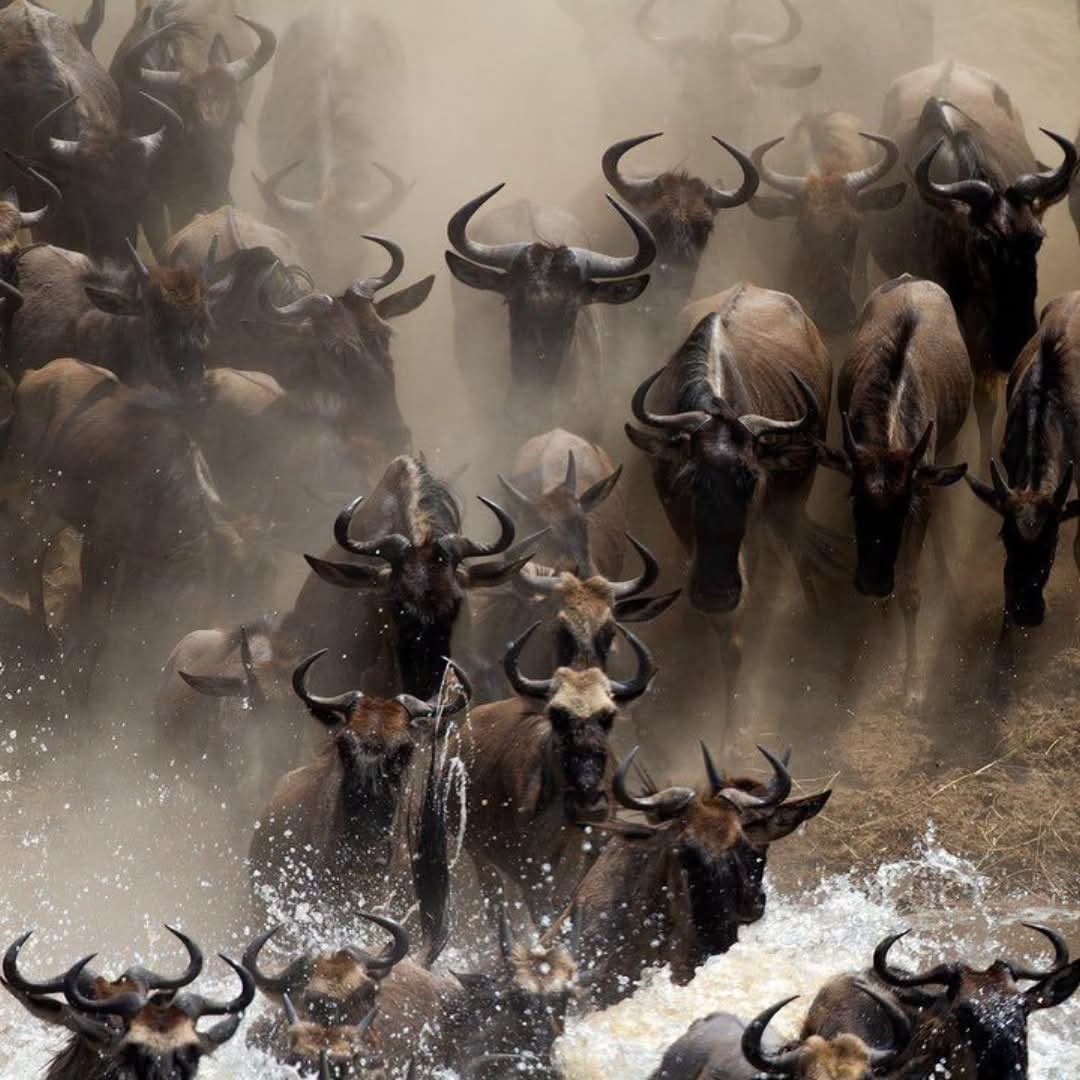 6 Days Explore Tanzania Safari