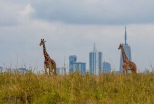 1 Day Nairobi National Park Safari