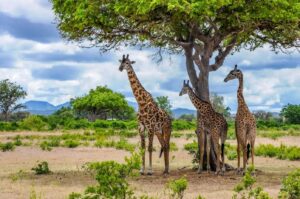 3 Days Ruaha Air Safari