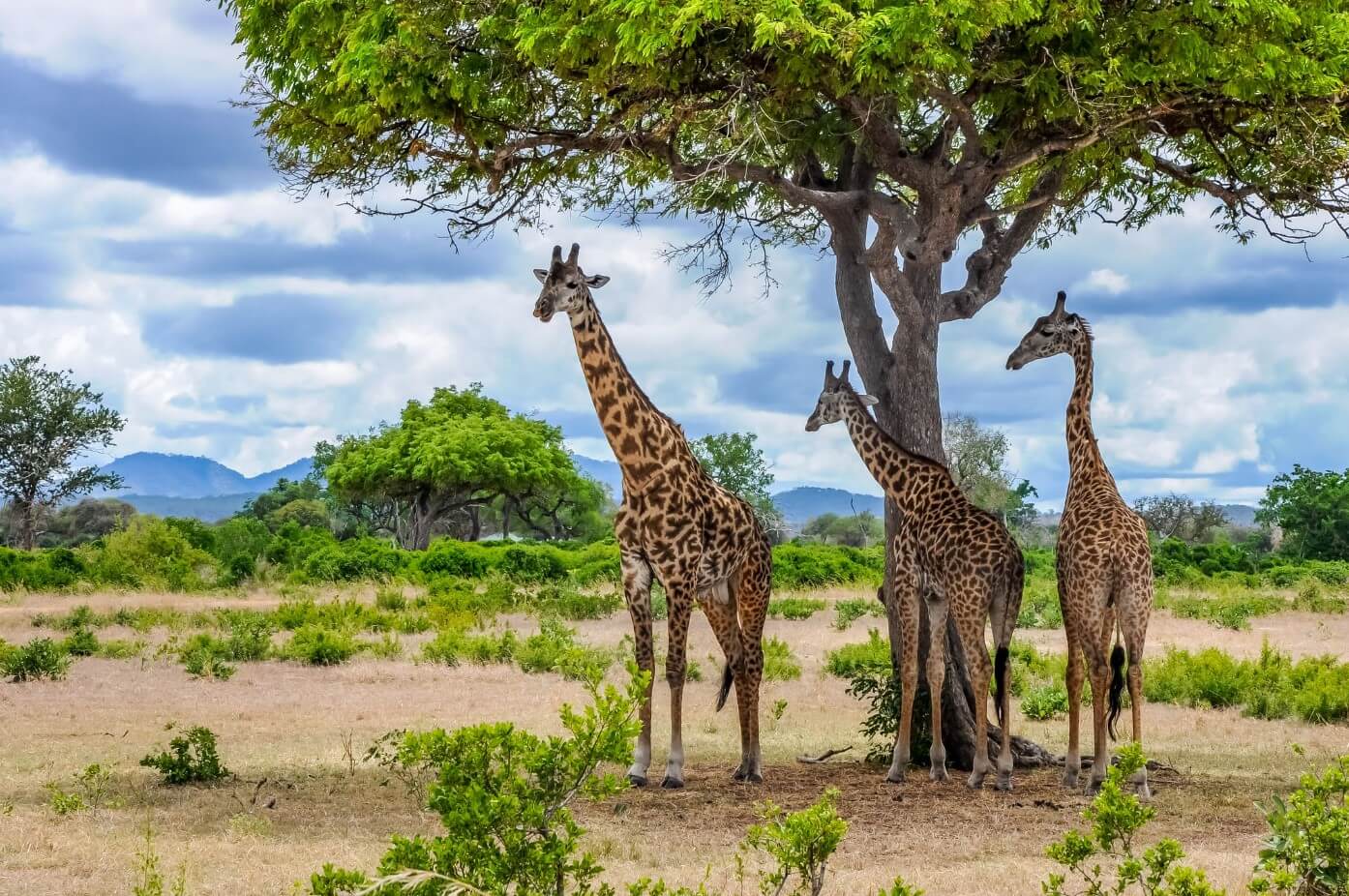 3 Days Ruaha Air Safari
