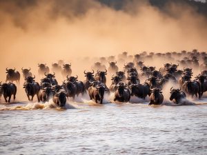 7 Days Accessible Safari — The Plains of Mara