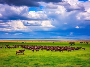 10 Days Kenya & Tanzania Safari
