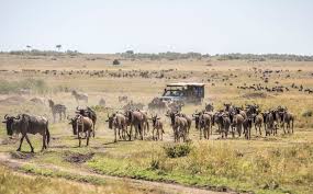 4 Days Accessible Safari — Masai Mara