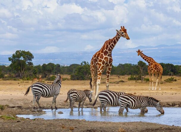 Day 2: Day 2: Aberdares to Samburu