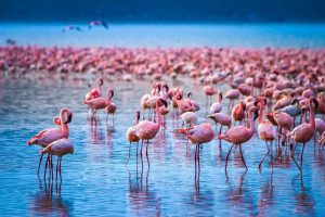 1 Day Lake Nakuru Safari