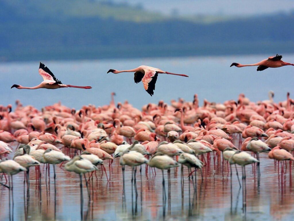 Day 1: Nairobi to Lake Nakuru